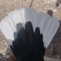 کبوتر . دمسفید. بهبونی. پلاکی. جوجه