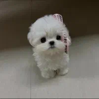 توله چشم دکمه ای فقط ۳۹۰۰