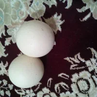 سنگ ه الماس