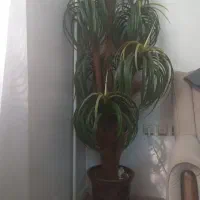 درختچه سالم و تمیز ارسال رایگان
