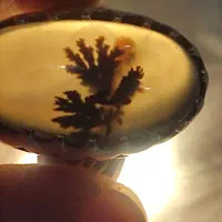 انگشتر شجر|جواهرات|اردبیل, |دیوار