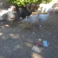 بوقلمون