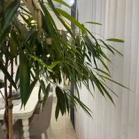 گل آمستل بسیار زیبا|گل و گیاه طبیعی|بندر انزلی, چهارفریضه|دیوار