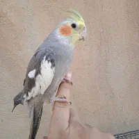 عروس سینامون دستی|پرنده|نسیم‌شهر, |دیوار