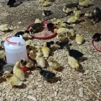 اردک محلی|حیوانات مزرعه|ماسال, |دیوار