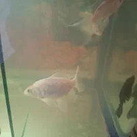 ماهی آکواریوم کوی ۳عدد