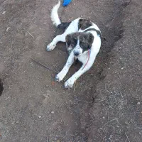 توله سگ ماده نگهبان|سگ|بره‌سر, |دیوار