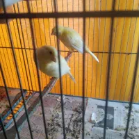 جوجه قناری|پرنده|محمدشهر, ولدآباد|دیوار