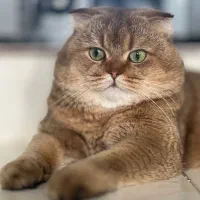 گربه استکاتیش فولد