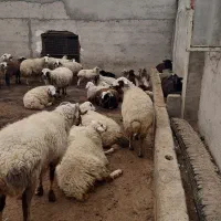 بره نر|حیوانات مزرعه|شاهینشهر, پارک بانک استان|دیوار