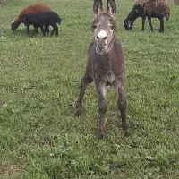 یه کره خر آروم