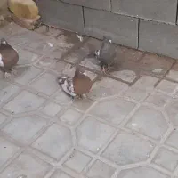 کبوتربهبونی سینه باسفیددوکاکوله