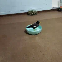 مینا بازی گوش