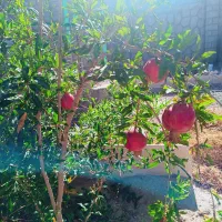 فروش باغ در اسفهلان