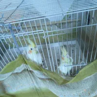 عروس هلندی|پرنده|بندرلنگه, |دیوار