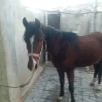 سلام مادیون ۴به۵عرب پنج نشان ۵ماه کشش