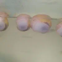 ما هی گوپی وهلزون سیب|ماهی|کاشان, راوند|دیوار