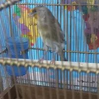 سره قناری نر باقفس