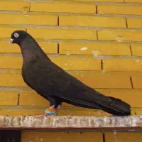 کبوتر زاغ و کله‌ایی