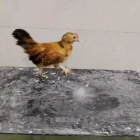 مرغ پاکوتاه یوسل