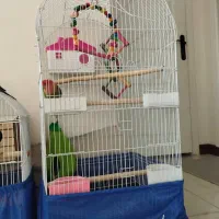 قفس پرنده درحد نو بزرگ و کوچک|لوازم جانبی حیوانات|پردیس, فاز ۱۱|دیوار