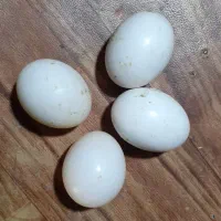 ۴ عدد تخم کبوتر بلژیکی نطفه دار تازه
