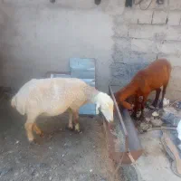 گوسفند