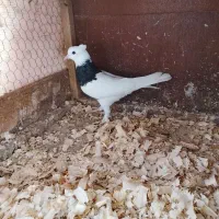 کبوتر ماده طوقی