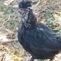 مرغ لهستانی اصل