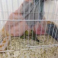 مرغ عشق دستی فروشی و معاوضه|پرنده|تایباد, |دیوار