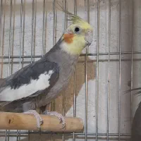 فروش عروس هلندی نر بالغ