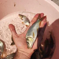 ۱۵ هزار ماهی کپور اصلاح نژاد (یکجا) زیر قیمت|ماهی|رشت, گیل|دیوار