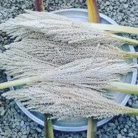 بونخل بدرمان‌ناباروری‌تقوجنسی‌کمخونی‌پوکی‌استخان‌و|خوردنی و آشامیدنی|مشهد, الهیه|دیوار