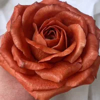 گیفت|صنایع دستی و سایر لوازم تزئینی|کرج, فاز ۱ مهرشهر|دیوار