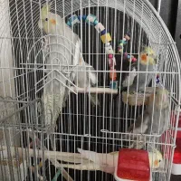 عروس هلندی نرو ماده سخنگو