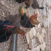 مرغ و خروس 1سال و نیمه