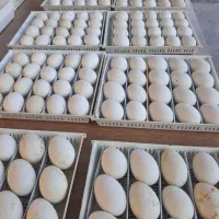 خریدار تخم غاز