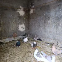 کبوتر|پرنده|تایباد, |دیوار