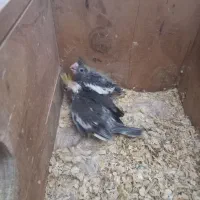 طوطی عروس سرلاکی برای سخنگوکردن|پرنده|بابکان, |دیوار