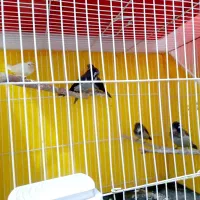 فنچ بنگالی نر