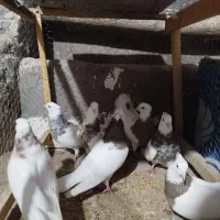 کبوتر|پرنده|کنگاور, |دیوار