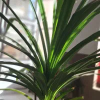 گل وگیاه|گل و گیاه طبیعی|شیراز, کوشک میدان|دیوار