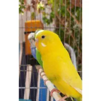مرغ عشق|پرنده|اهواز, معین زاده|دیوار