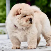 سگ چاو چاو|سگ|تهران, درکه|دیوار