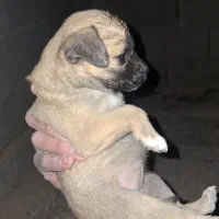 ماده اشپیتز|سگ|کرمانشاه, |دیوار