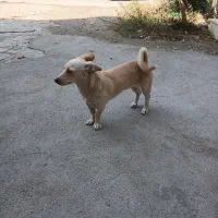 سگ راسل تریر ماده