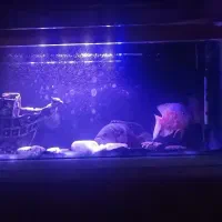 اکواریوم و ماهی|ماهی|قرچک, میرزائی شمالی|دیوار