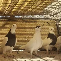 کفتر یا کبوتر طوقی و افغانی|پرنده|ری, عباسآباد|دیوار
