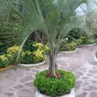 بذر پالم فینیکس مجنون و پالم آبی مجنون|گل و گیاه طبیعی|بندر انزلی, جزیره|دیوار