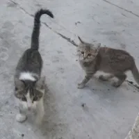 گربه واگزاری رایگان|گربه|فولادشهر, نوگوران|دیوار